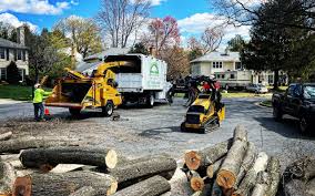 Best Tree Disease Treatment  in Lake Arrowhead, CA