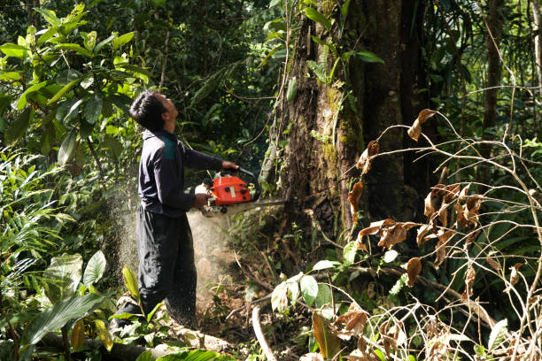 Best Fruit Tree Pruning  in Lake Arrowhead, CA